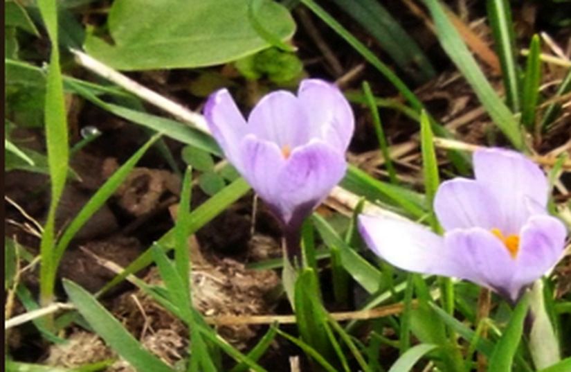 Crocus ?  S, Crocus vernus