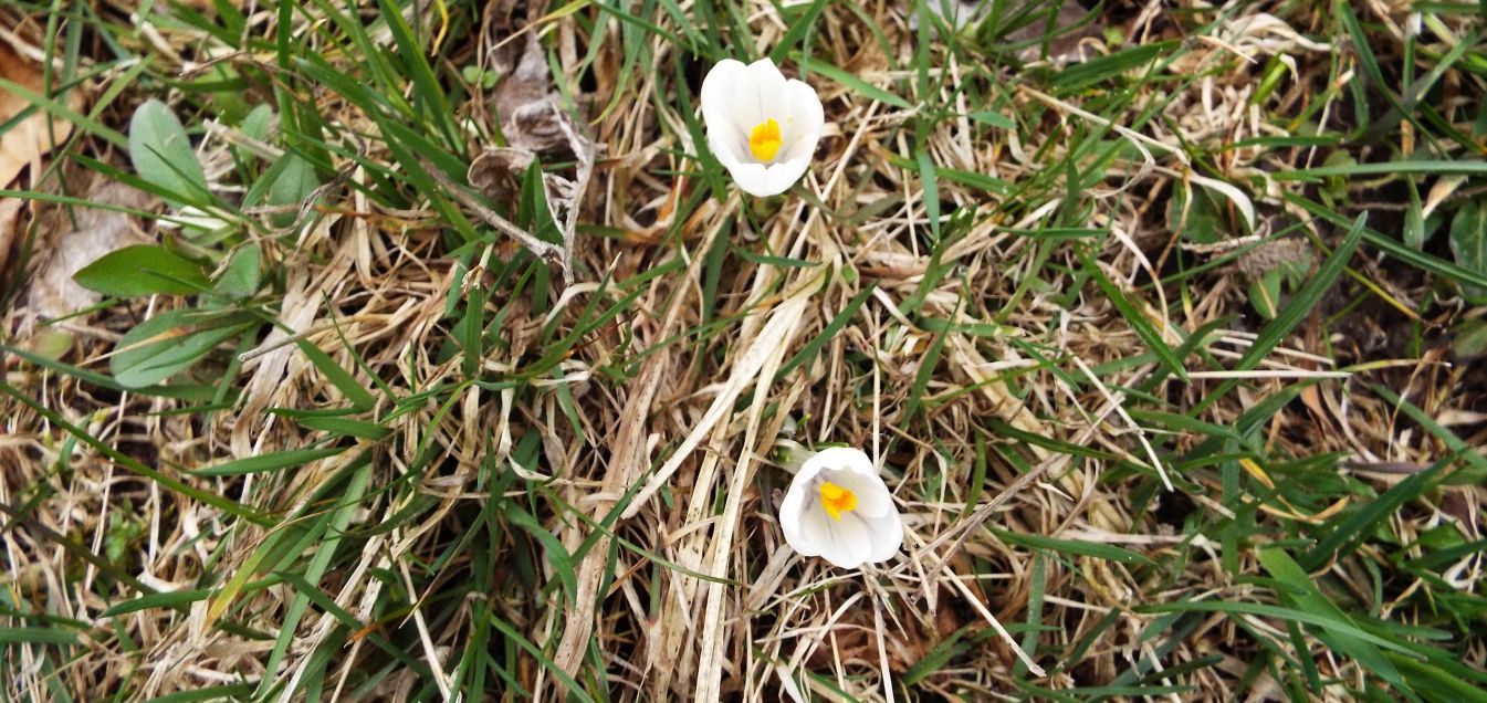 Crocus ?  S, Crocus vernus