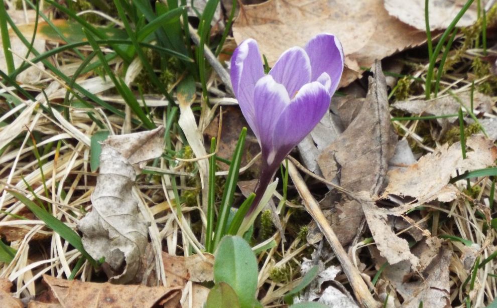 Crocus ?  S, Crocus vernus