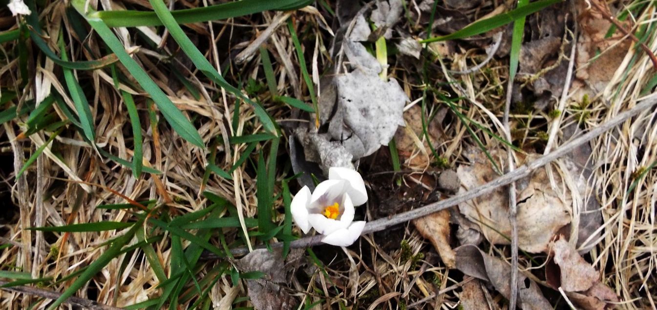 Crocus ?  S, Crocus vernus