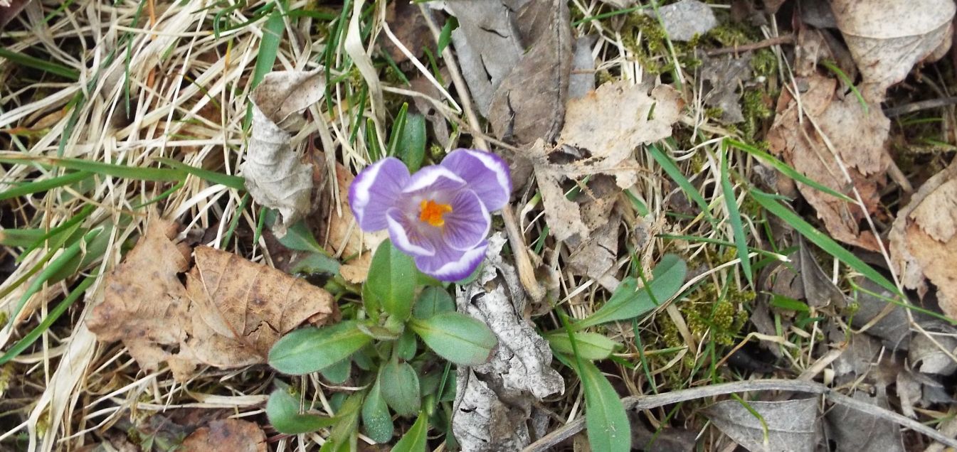 Crocus ?  S, Crocus vernus