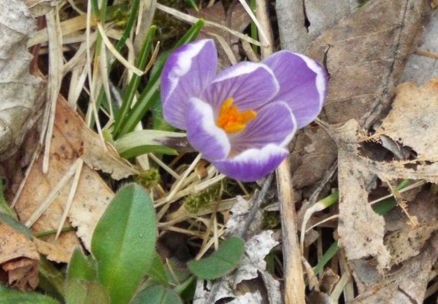 Crocus ?  S, Crocus vernus