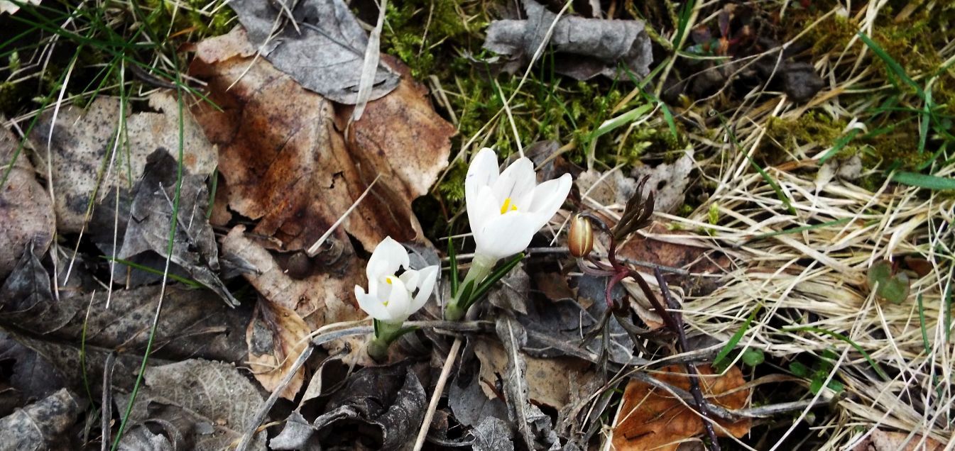 Crocus ?  S, Crocus vernus