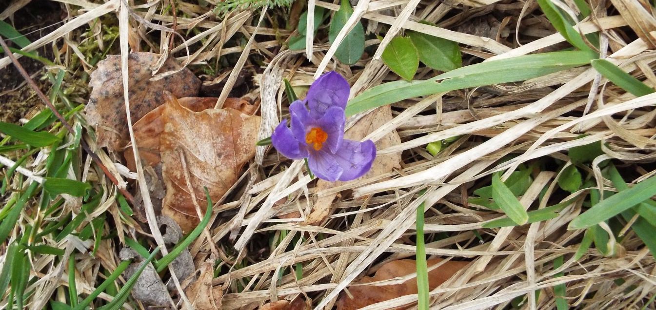 Crocus ?  S, Crocus vernus