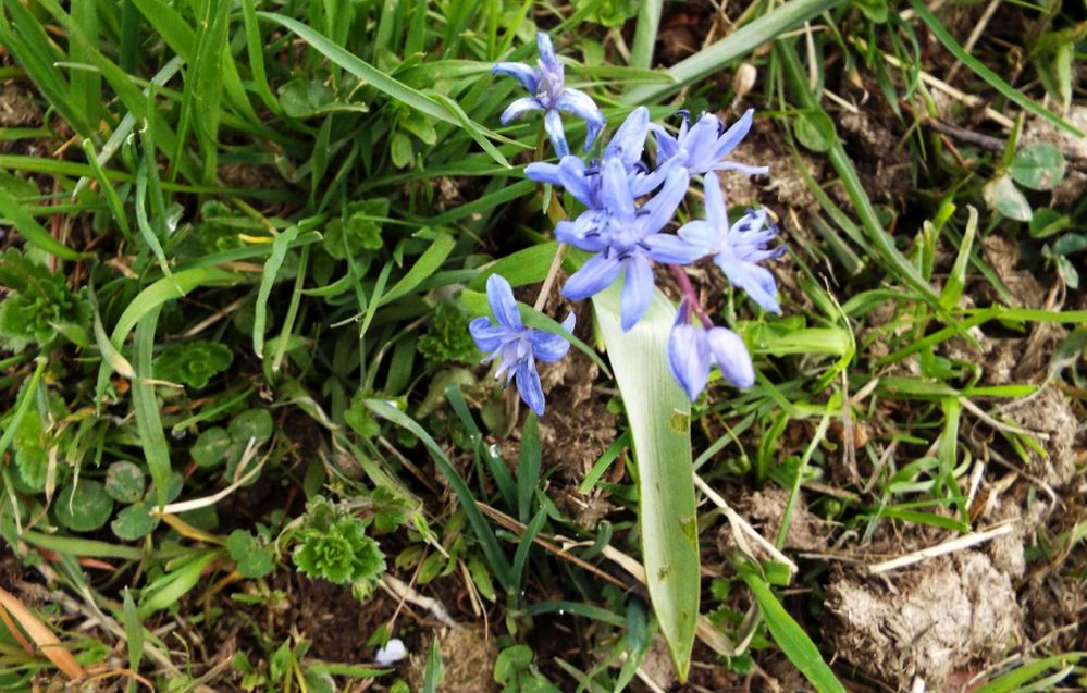 E'' una Scilla sp. ?  S, Scilla bifolia