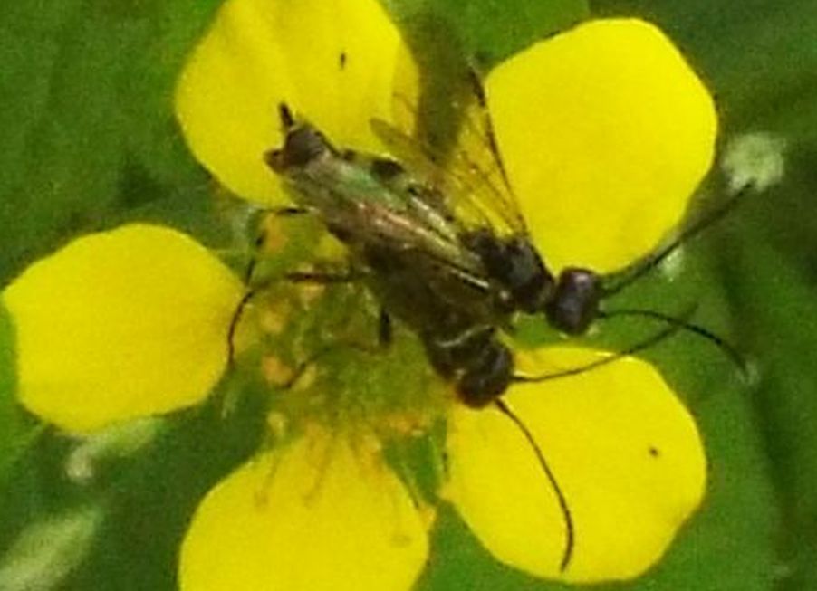 Erano molto impegnati...Cephidae:  Cephus sp.