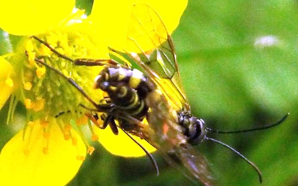 Erano molto impegnati...Cephidae:  Cephus sp.