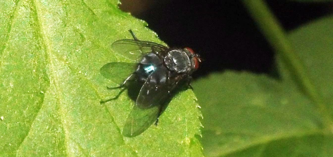 Mosca nera: Calliphora sp. (Calliphoridae)