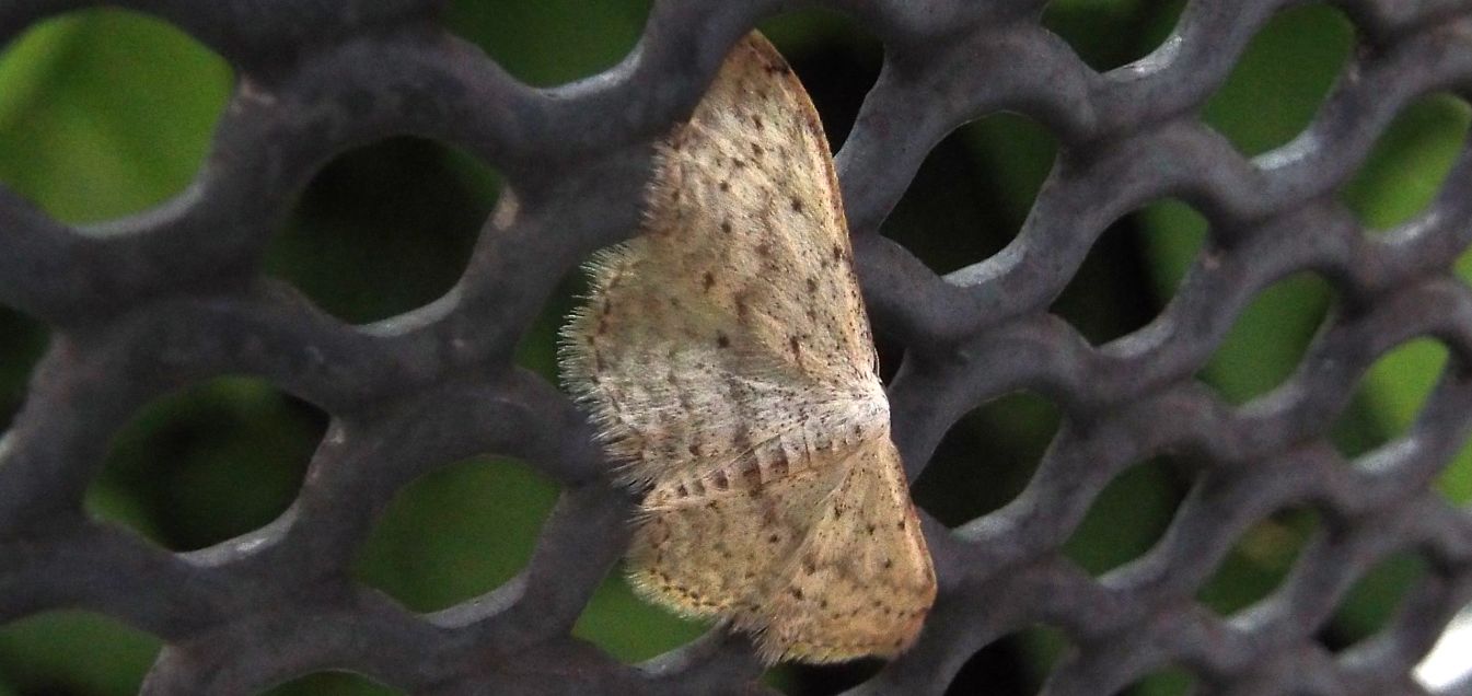 Geometridae da id: Idaea seriata