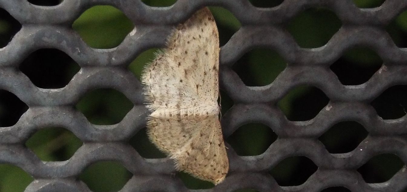 Geometridae da id: Idaea seriata