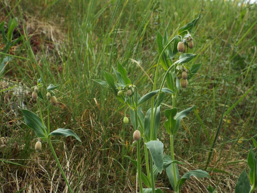 Silene vulgaris (Caryophyllaceae)