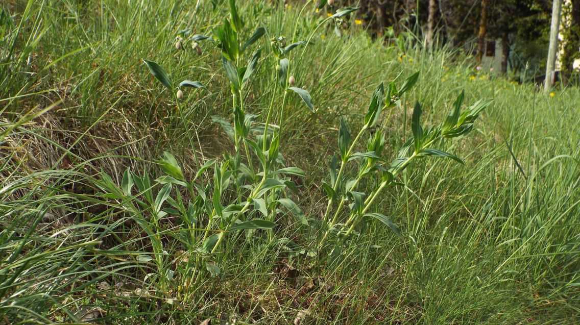 Silene vulgaris (Caryophyllaceae)