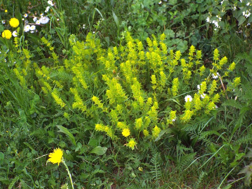 Infioresenza gialla:  Cruciata laevipes (Rubiaceae)