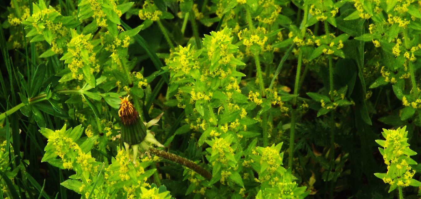 Infioresenza gialla:  Cruciata laevipes (Rubiaceae)