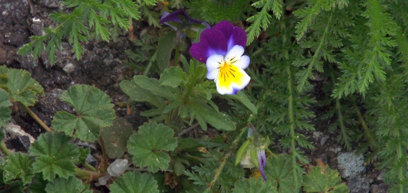 Viola tricolor