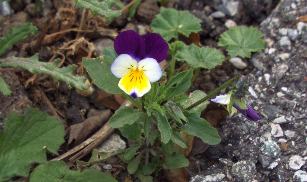 Viola tricolor