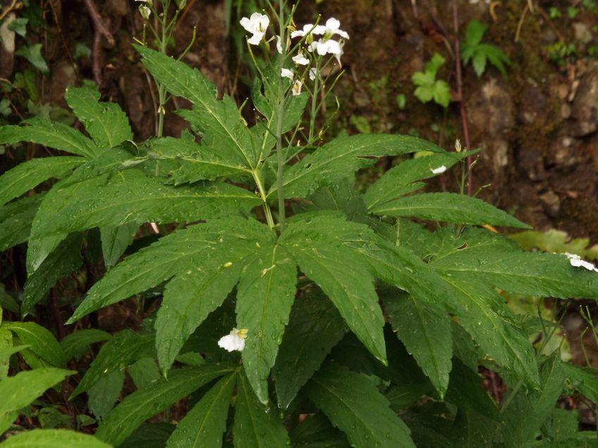 Cardamine heptaphylla (Brassicaceae)