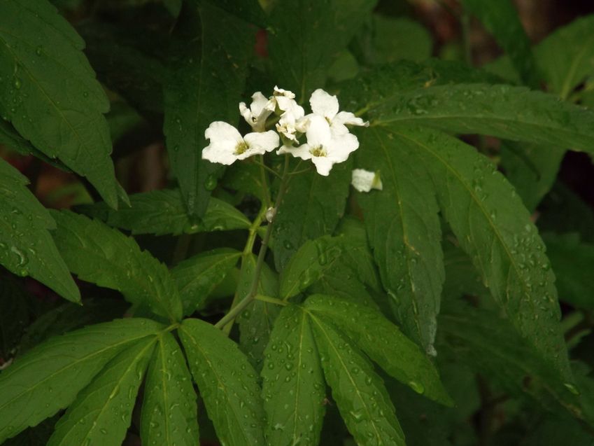 Cardamine heptaphylla (Brassicaceae)