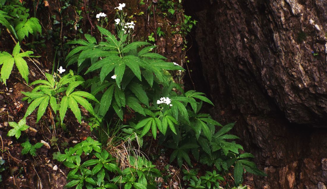 Cardamine heptaphylla (Brassicaceae)