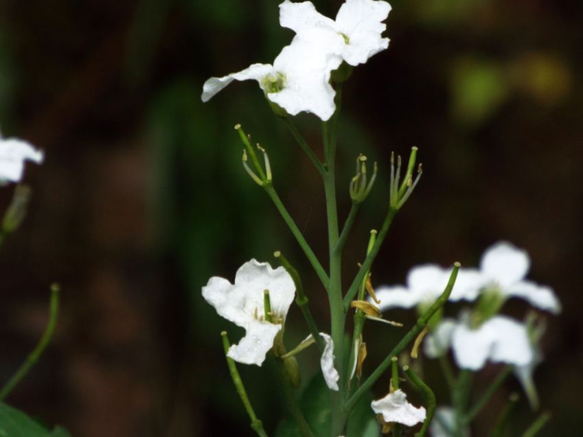 Cardamine heptaphylla (Brassicaceae)