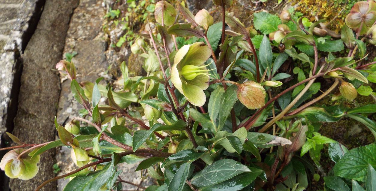 Quale elleboro?    Helleborus niger (Ranunculaceae)