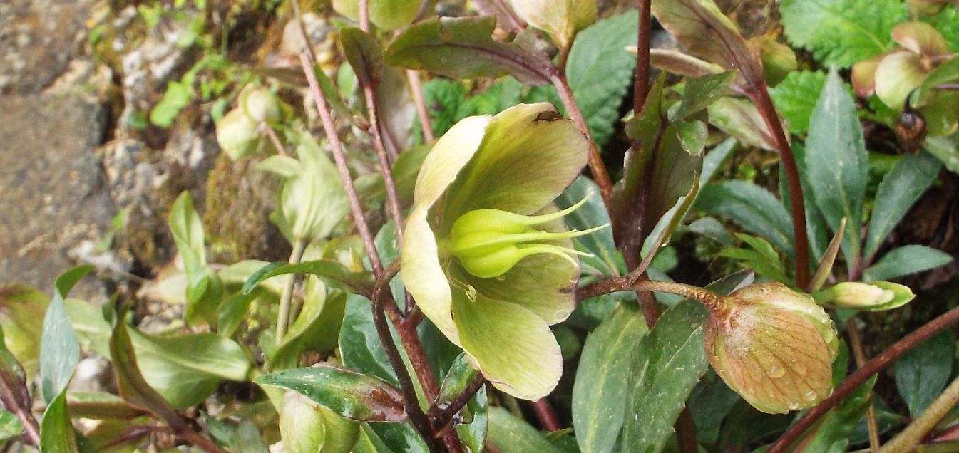 Quale elleboro?    Helleborus niger (Ranunculaceae)