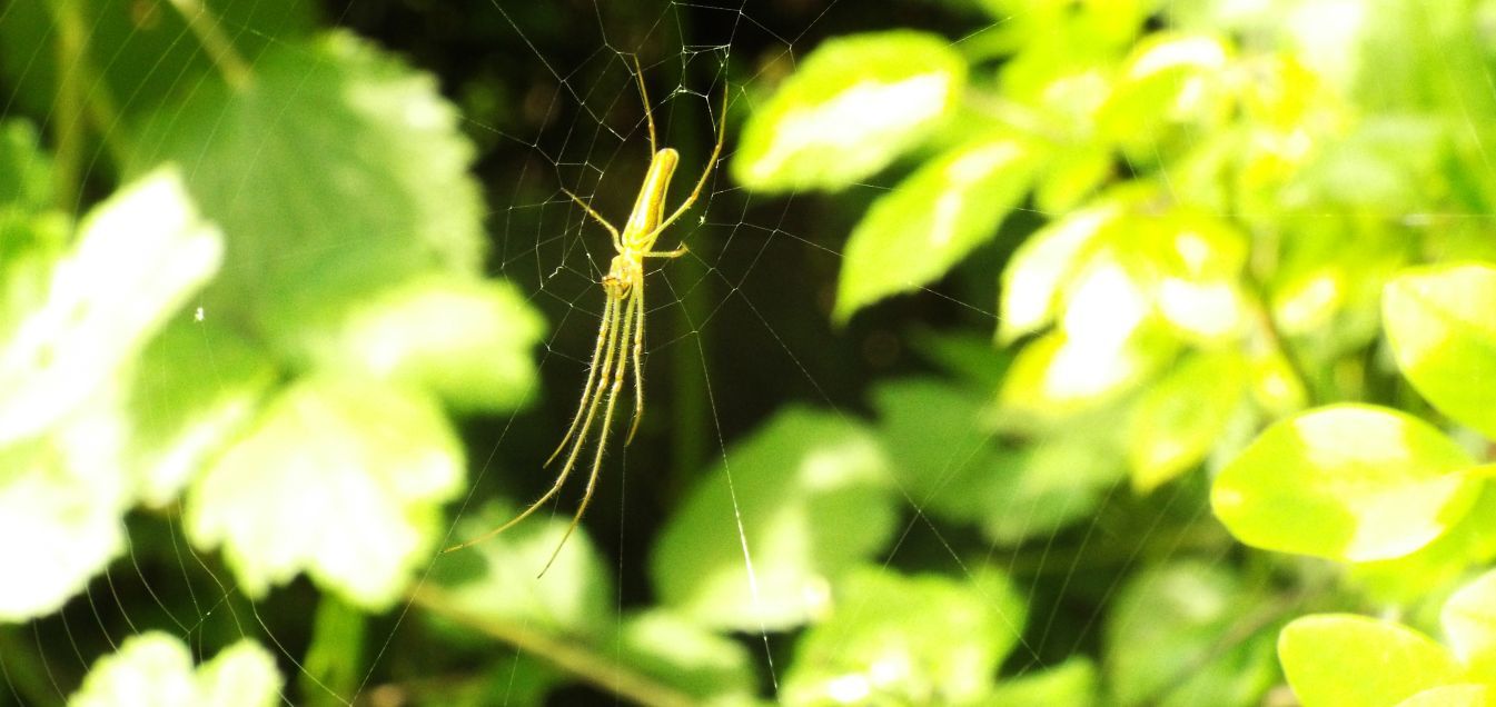 Tetragnatha sp.  - Trezzo sull''Adda (MI)