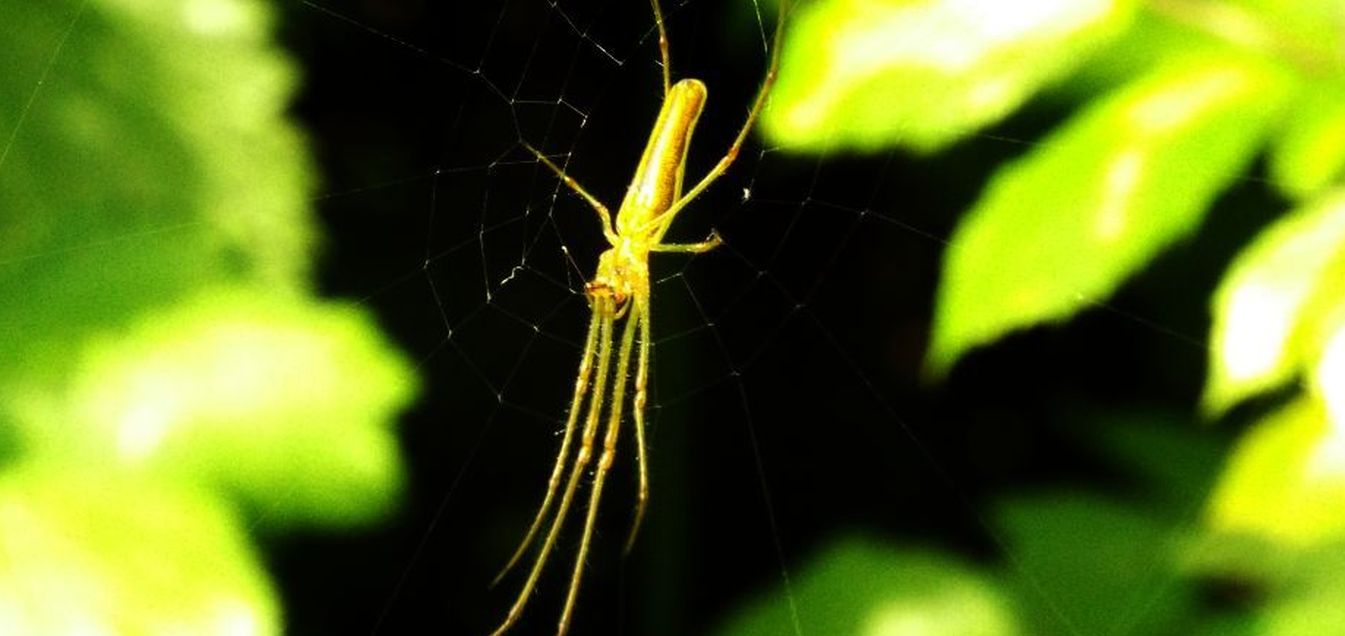 Tetragnatha sp.  - Trezzo sull''Adda (MI)