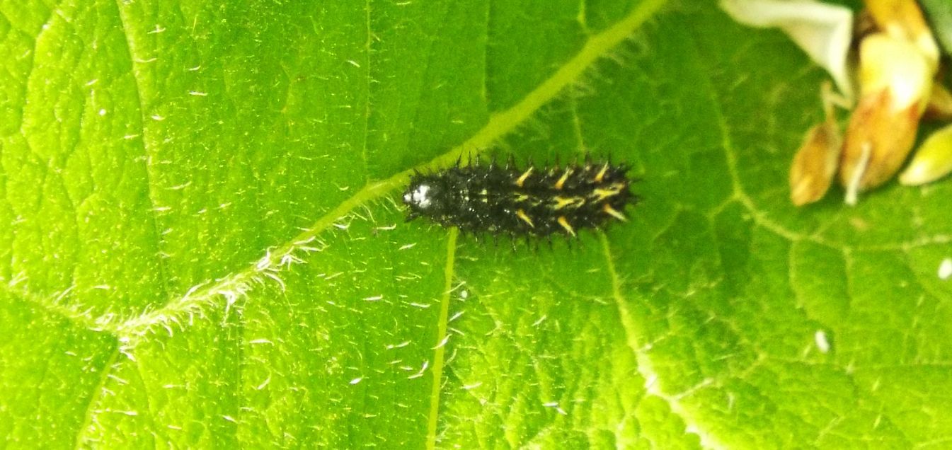 Bruco di Vanessa cardui (Nymphalidae)