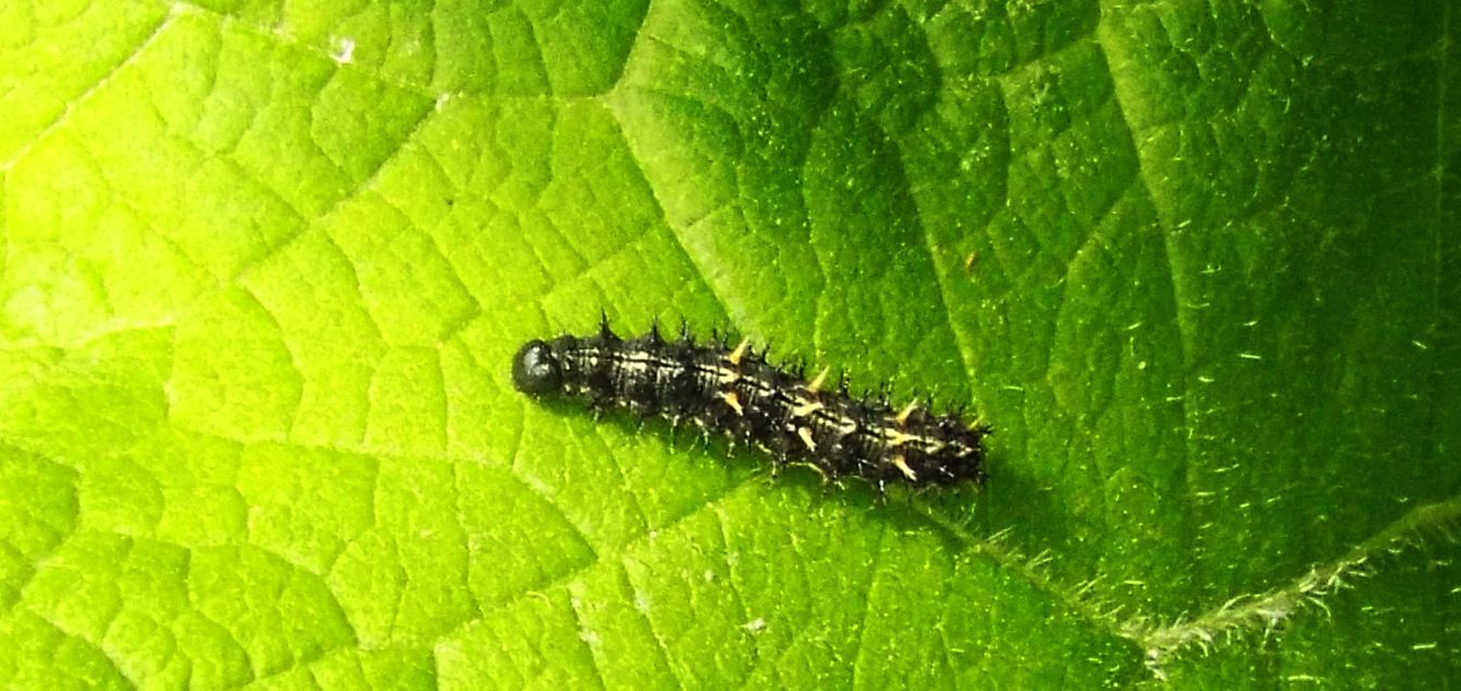 Bruco di Vanessa cardui (Nymphalidae)