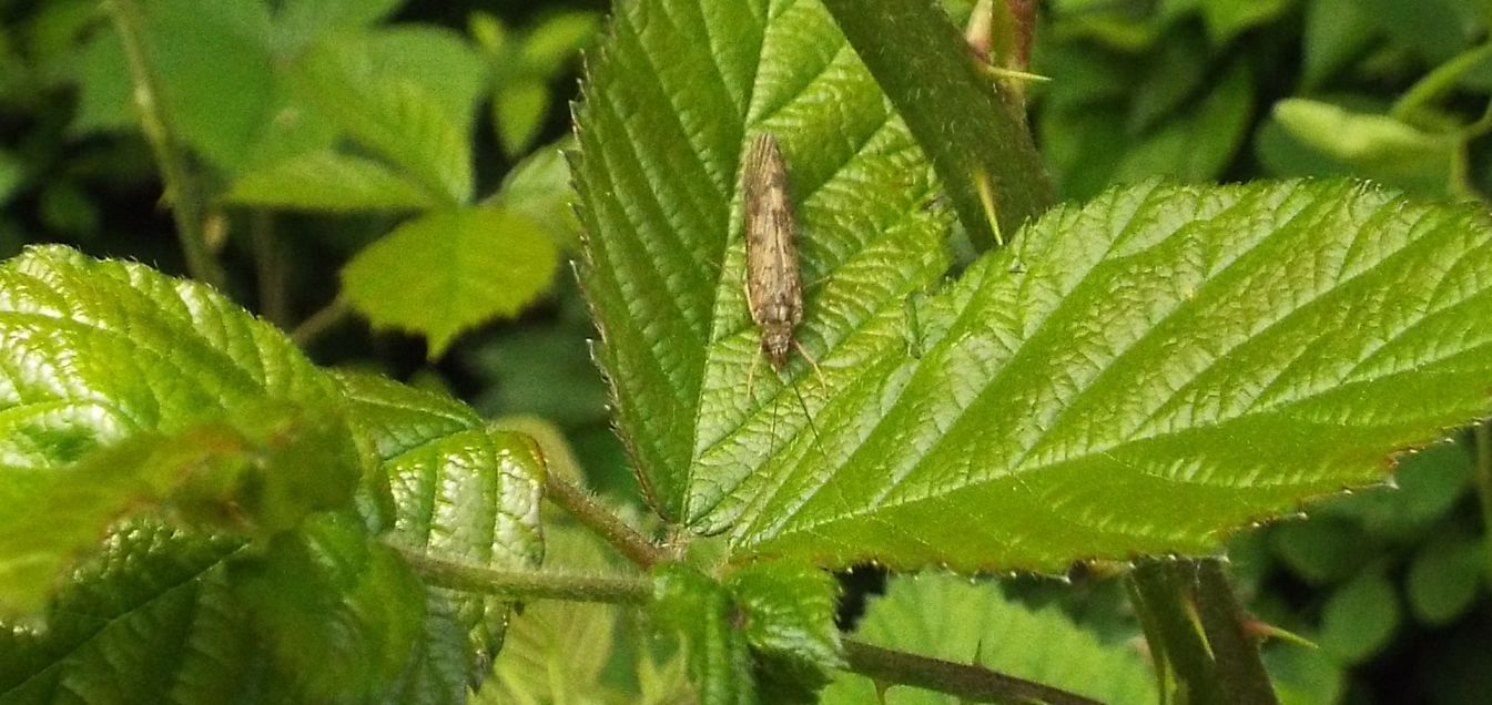 Rhyacophilidae:  Rhyacophila sp.