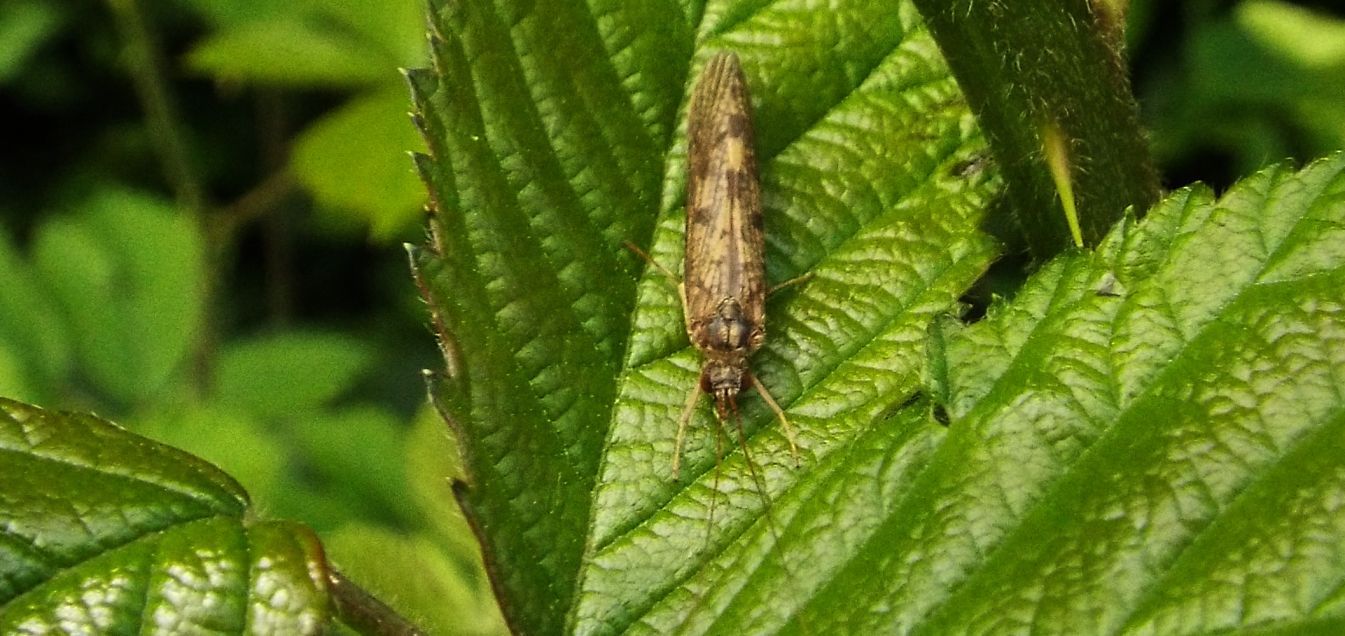 Rhyacophilidae:  Rhyacophila sp.