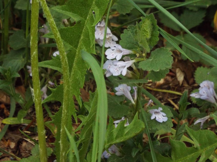 Glechoma hederacea  (Lamiaceae)