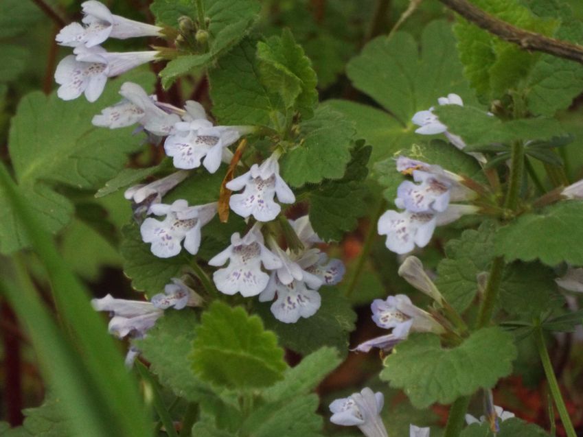 Glechoma hederacea  (Lamiaceae)