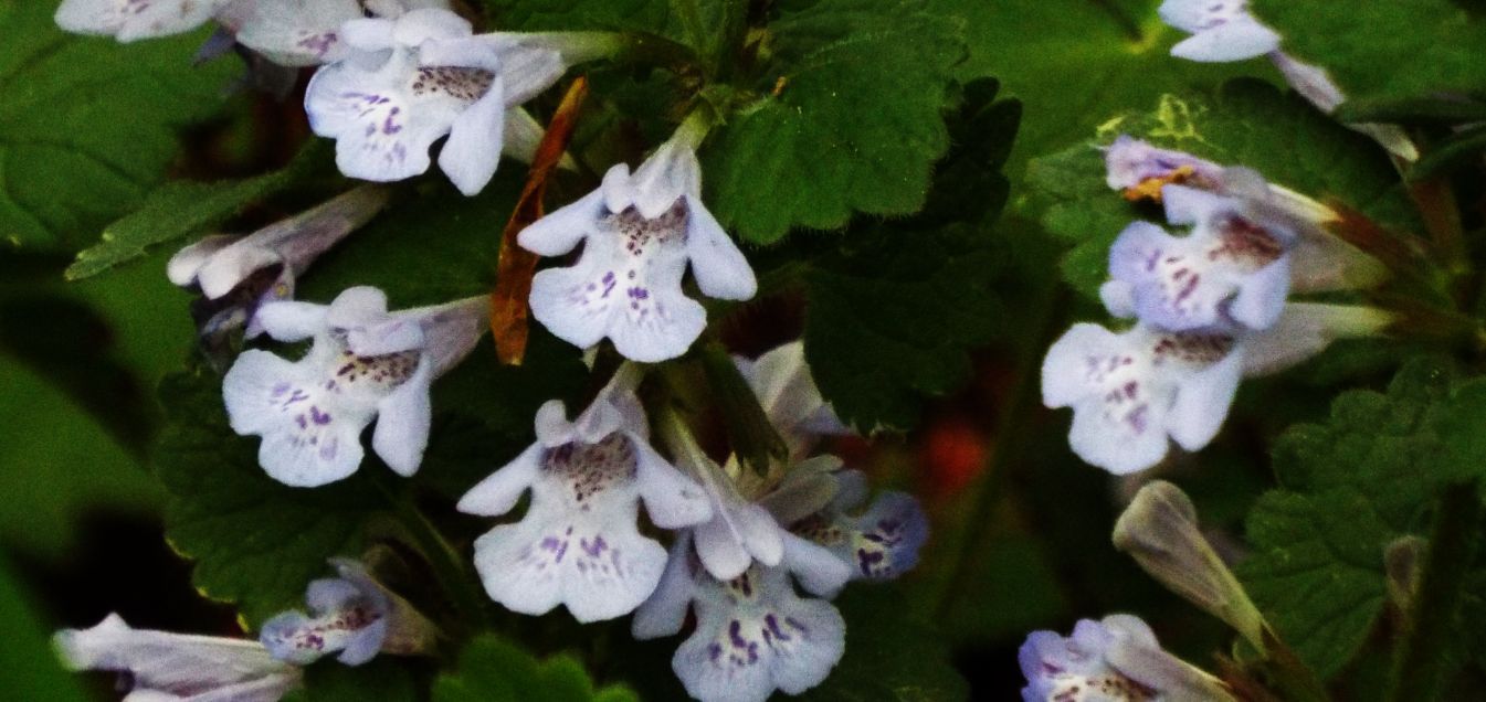 Glechoma hederacea  (Lamiaceae)