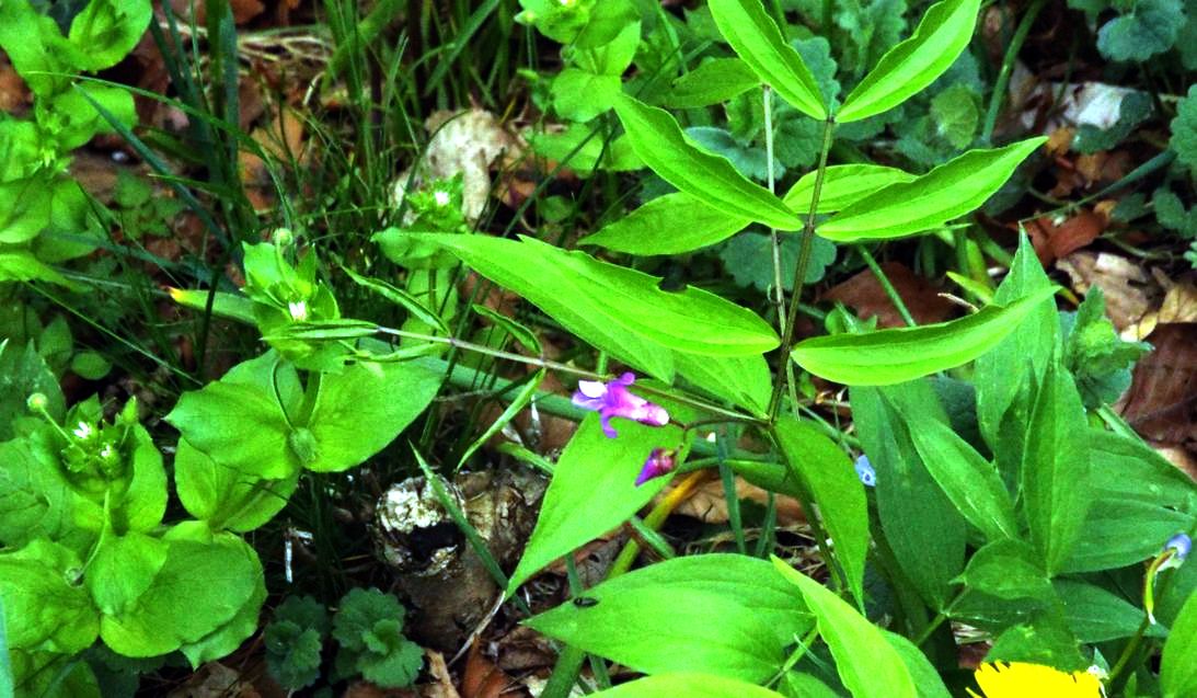 Fabaceae: Lathyrus vernus