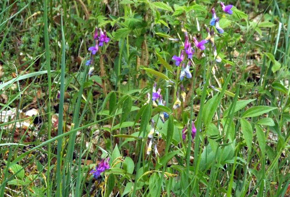 Fabaceae: Lathyrus vernus