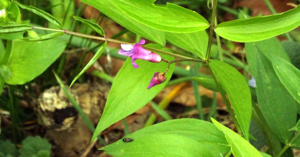 Fabaceae: Lathyrus vernus