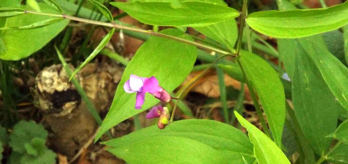 Fabaceae: Lathyrus vernus