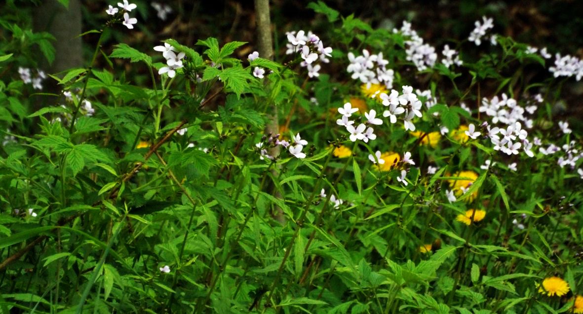 Brassicaceae:  Arabis sp.?  No, Cardamine bulbifera