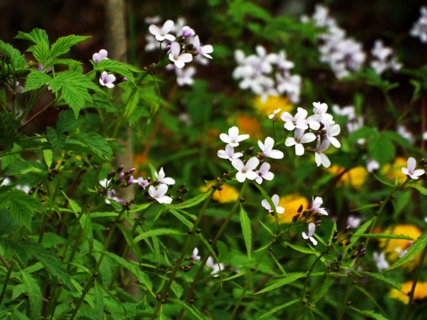 Brassicaceae:  Arabis sp.?  No, Cardamine bulbifera