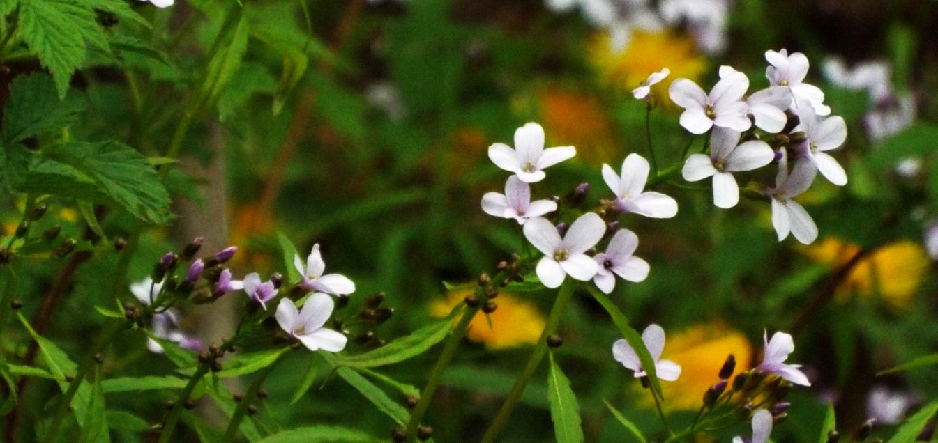 Brassicaceae:  Arabis sp.?  No, Cardamine bulbifera