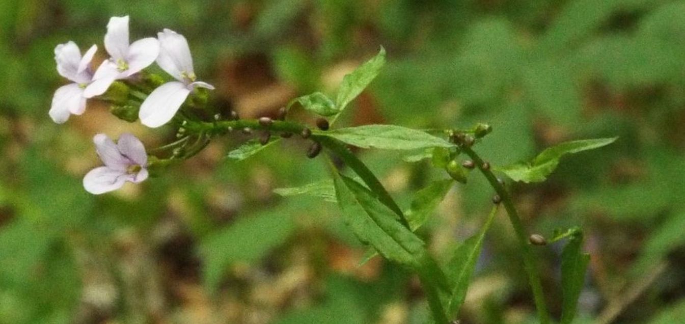 Brassicaceae:  Arabis sp.?  No, Cardamine bulbifera