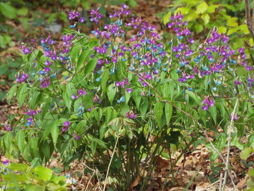 Fabaceae: Lathyrus vernus