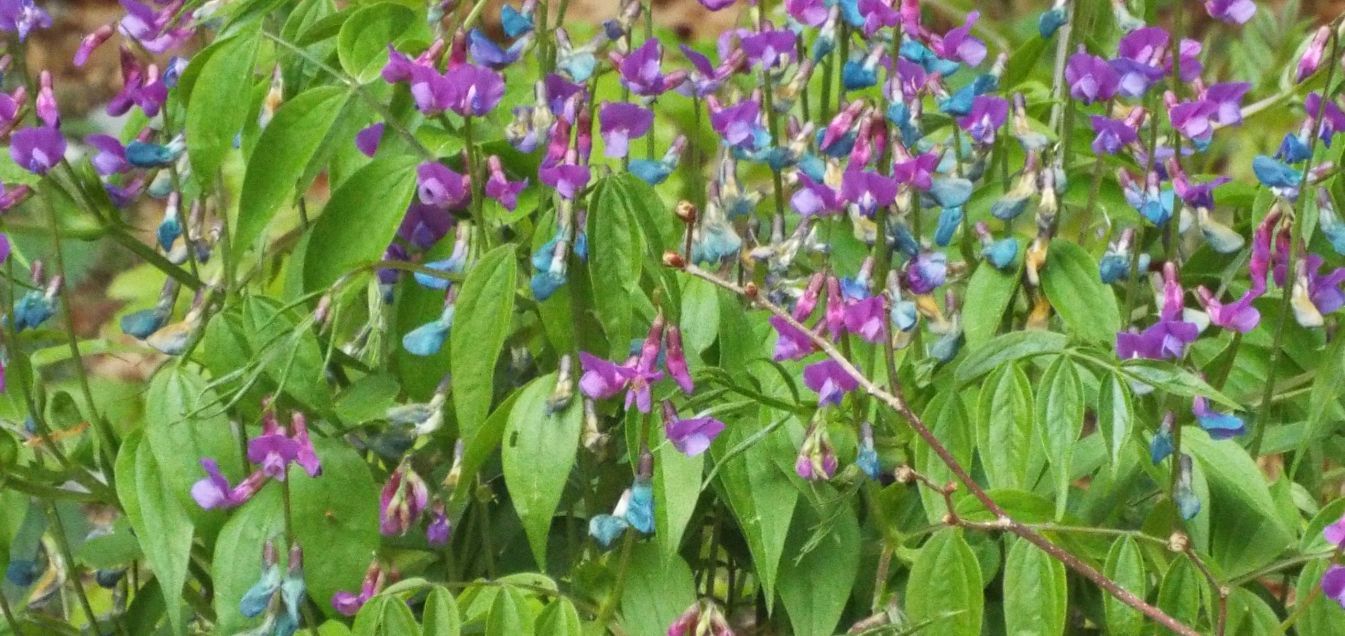 Fabaceae: Lathyrus vernus