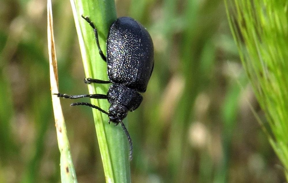 Galeruca tanaceti (Chrysomelidae)