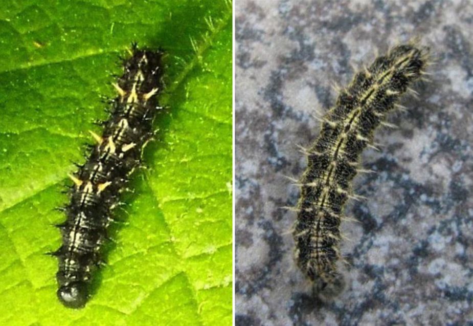 Bruco di Vanessa cardui (Nymphalidae)