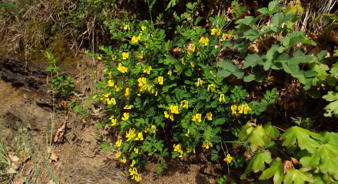 Fabaceae: Emerus major