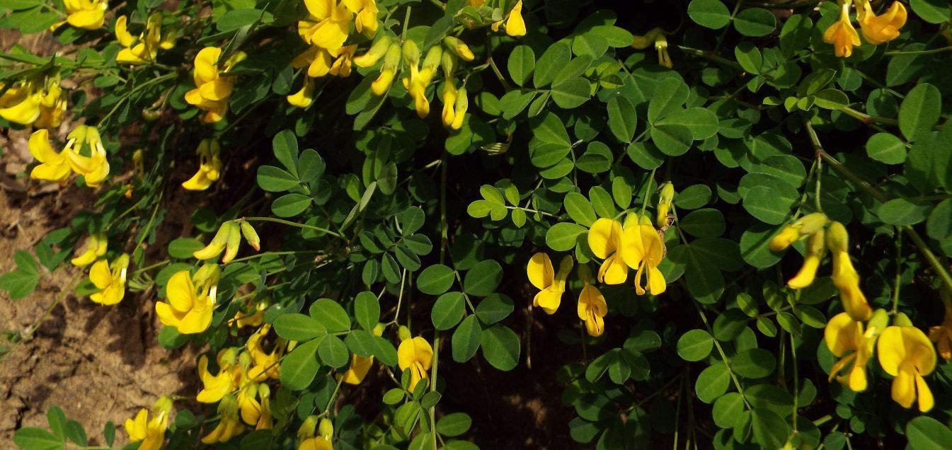 Fabaceae: Emerus major