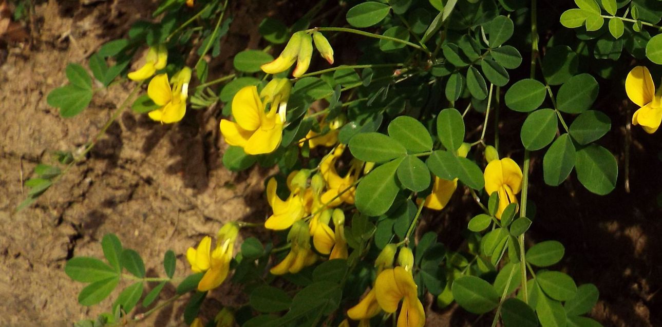 Fabaceae: Emerus major